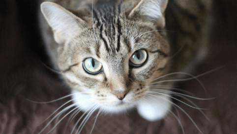 Patim Güvende evcil hayvan sigortası ile kedi ve köpeklerinizin sağlığı artık güvence altında